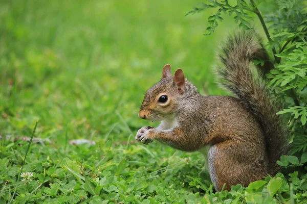 yeşil çim üzerinde sincap yakın