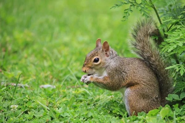yeşil çim üzerinde sincap yakın