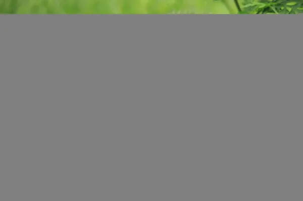 Bliska Wiewiórka Zielonej Trawie — Zdjęcie stockowe
