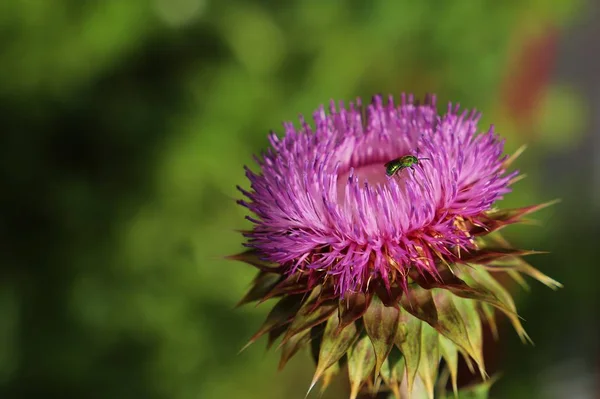 Doğada pembe devedikeni çiçek yakın