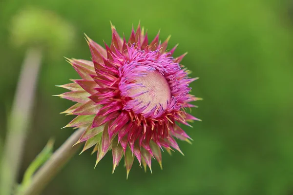 Gros Plan Fleur Chardon Rose Dans Nature — Photo