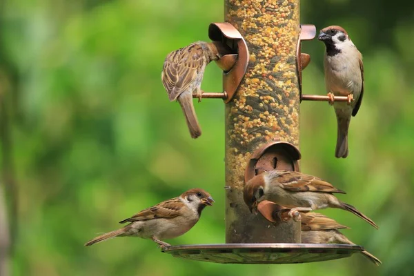 Close Sparrows Green Park — Stock Photo, Image