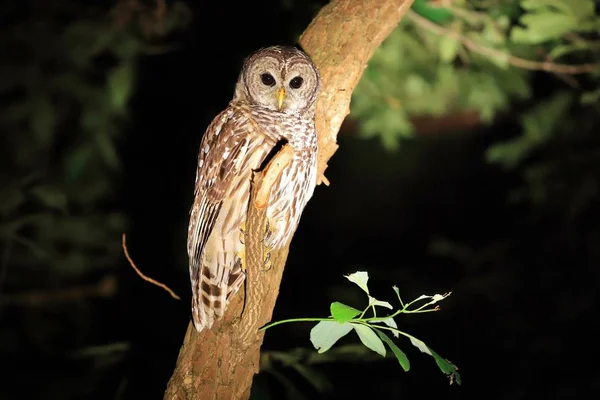 Geceleri ağaçta oturan sevimli baykuşun yakın çekimi. 
