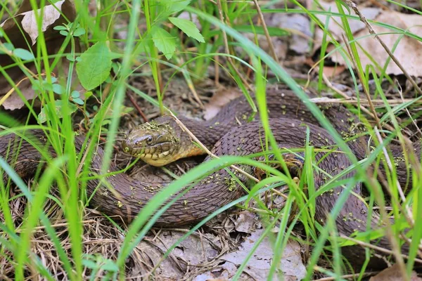 Gündüz vakti yeşil çimenlikteki yılana yaklaş 
