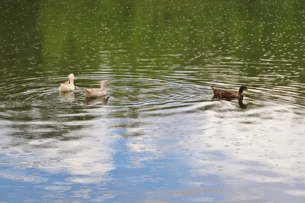 Kachny Plavání Rybníku Dne — Stock fotografie