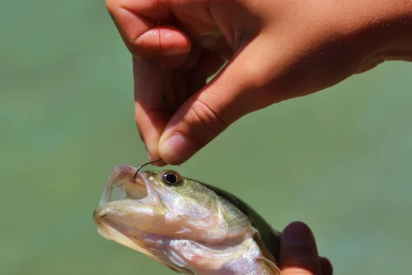 Primo Piano Mani Maschili Rimozione Gancio Dal Pesce Catturato — Foto Stock