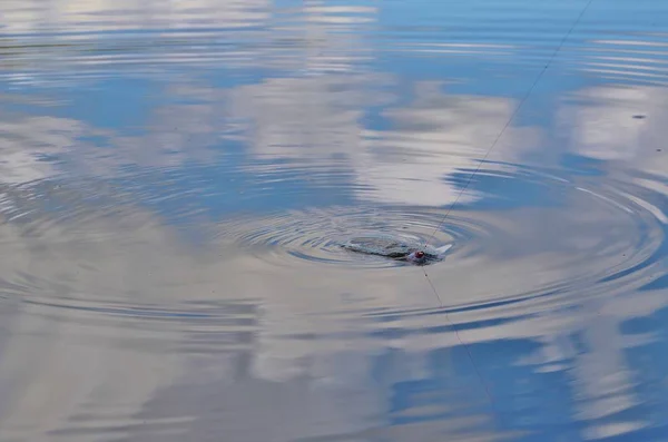 Fish Caught Hook Pond Water Daytime — Stockfoto