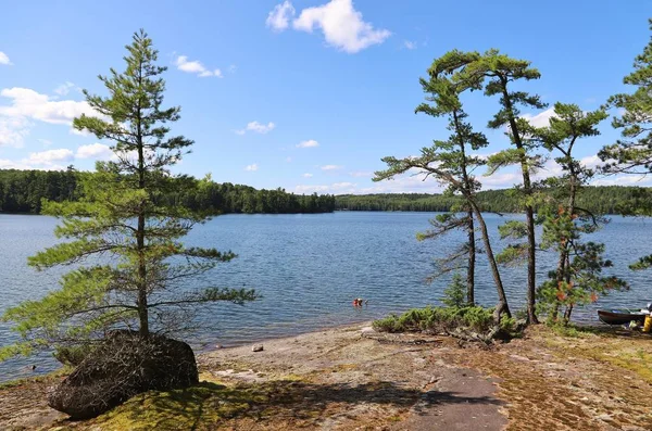 Gündüz vakti yeşil ağaçlarla çevrili göl manzarası 