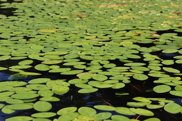 Nilüferlerin göl suyundaki yapraklarına yakın çekim