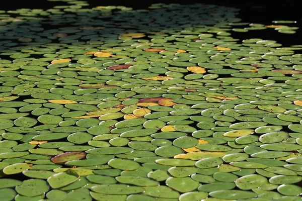 Nilüferlerin göl suyundaki yapraklarına yakın çekim
