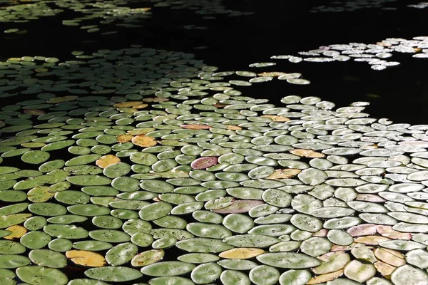 Nilüferlerin göl suyundaki yapraklarına yakın çekim