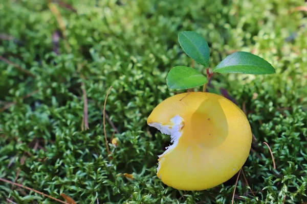 Primer Plano Del Hongo Amarillo Junto Hierba Verde —  Fotos de Stock