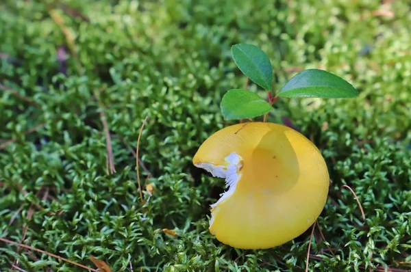 Primer Plano Del Hongo Amarillo Junto Hierba Verde —  Fotos de Stock