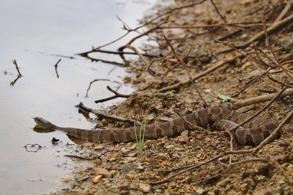 Closeup Água Cobra Está Caçando Peixes Natureza Selvagem — Fotografia de Stock