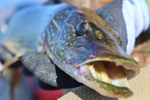 Closeup Pike Caught Fishing — Stok fotoğraf