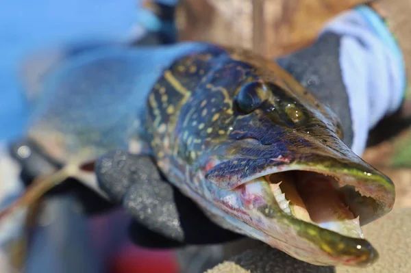 Closeup Pike Caught Fishing — Stok fotoğraf