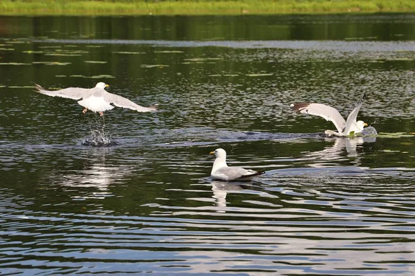 Seagull Swimming Flying Pond Daytime — 스톡 사진