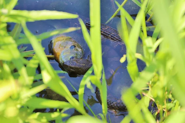 Su yılanının yaklaşması vahşi doğada balık avlıyor.