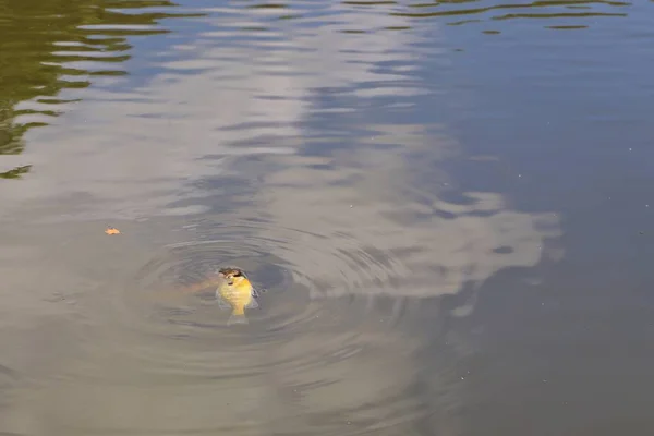 Gros Plan Serpent Eau Chasse Les Poissons Dans Nature Sauvage — Photo