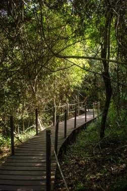 Tsitsikamma Milli Parkı boardwalk orman yolu. Güney Afrika