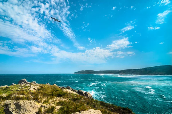 Penisola Robberg Riserva Naturale Robberg Paesaggio Uccelli Marini Che Volano — Foto Stock