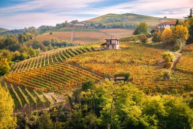 Barolo Langhe e Roero üzüm bağları tepeler. Sonbahar manzara, şarabı, Barcaresco şarap. Cuneo eyaletinde, Piedmont, İtalya.