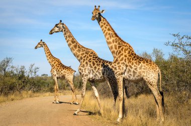 Giraffes crossing dirt street. Kruger park safari animals. South Africa clipart