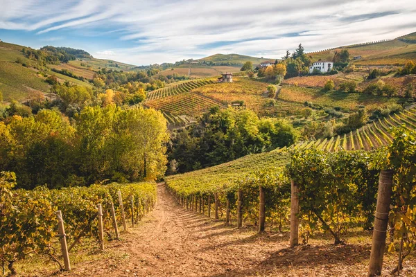 Barolo Langhe e Roero üzüm bağları tepeler. Sonbahar manzara, şarabı, Barcaresco şarap. Cuneo eyaletinde, Piedmont, İtalya.