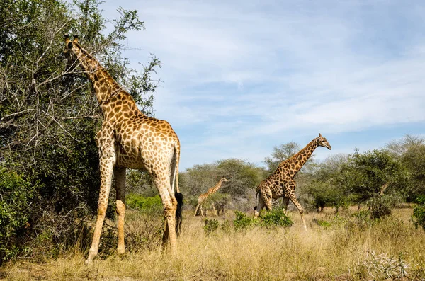 Καμηλοπάρδαλη Τρώνε Φύλλα Δέντρο Kruger Park Safari Ζώων Νότια Αφρική — Φωτογραφία Αρχείου
