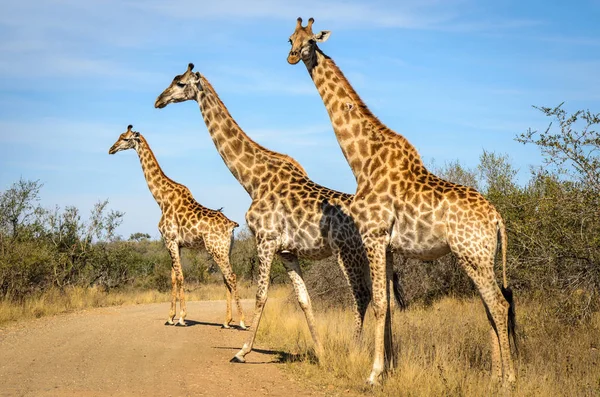 Καμηλοπαρδάλεις Διασχίζοντας Δρόμο Ρύπου Kruger Park Σαφάρι Ζώα Νότια Αφρική — Φωτογραφία Αρχείου