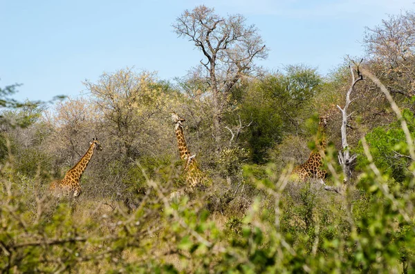 Καμηλοπάρδαλη Τρώνε Φύλλα Δέντρο Kruger Park Safari Ζώων Νότια Αφρική — Φωτογραφία Αρχείου