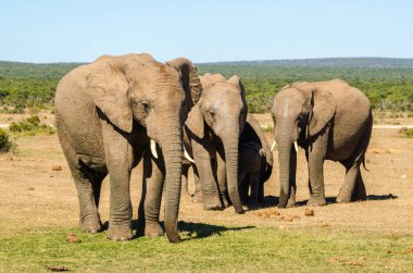 Elephants family Addo elephants park, South Africa safari clipart