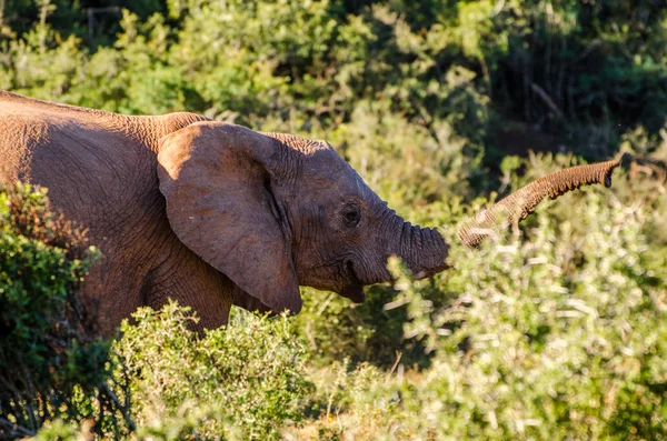 Elefante Kruger Park África Sul Safari Animal — Fotografia de Stock