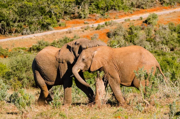 Elefantes Plaing Addo Parque Elefantes África Sul — Fotografia de Stock