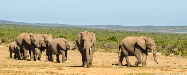 Manada Elefantes Parque Elefantes Addo África Sul — Fotografia de Stock