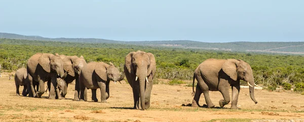 Sürüsü filler Addo filler park, Güney Afrika