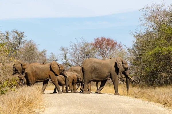 Elefantes Cruzando Estrada Terra Kruger Park Safari Animal África Sul — Fotografia de Stock