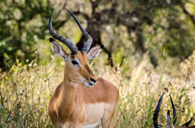 Impala yakın kadar Kruger park Güney Afrika Safari hayvan