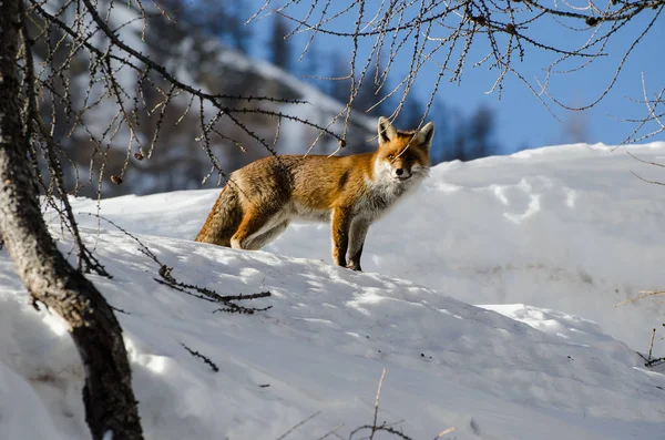 Zorro Rojo Nieve —  Fotos de Stock