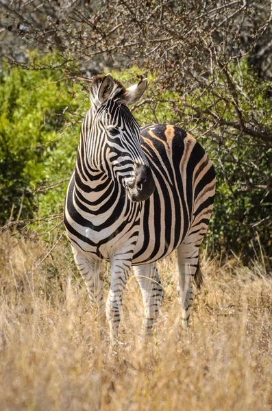 Zebra Kruger National Park Güney Afrika Safari Hayvanlar Savannah Yaban — Stok fotoğraf