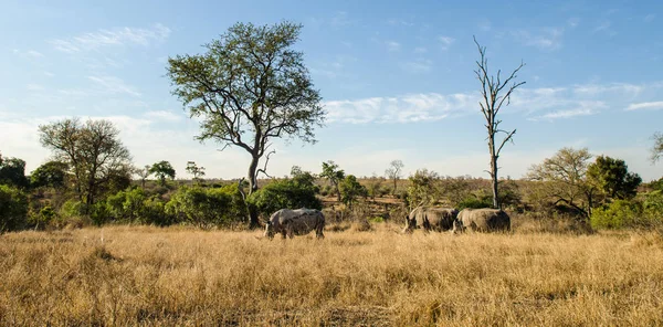 코뿔소 남아프리카 사파리 동물의 — 스톡 사진