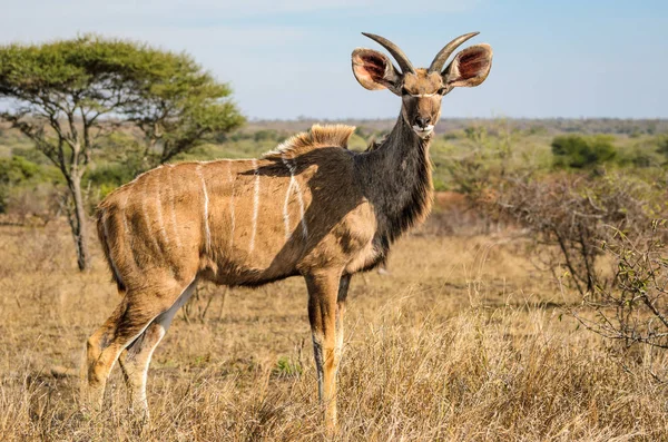 Μεγάλη Αντιλόπη Της Αφρικής Kruger Park Νότια Αφρική Σαφάρι Ζώων — Φωτογραφία Αρχείου