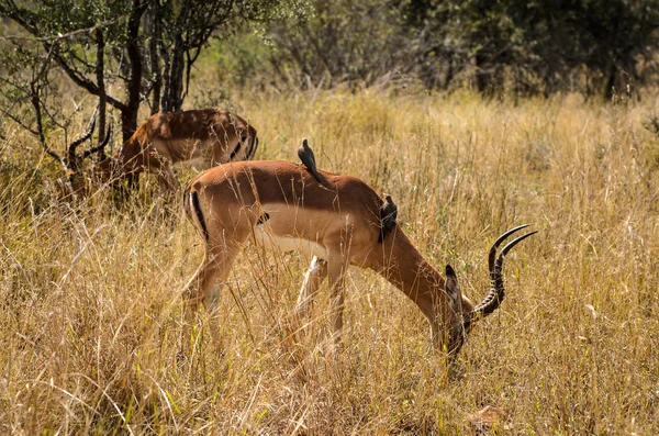 Импала Ест Траву Парк Крюгера Сафари Южноафриканское Животное — стоковое фото