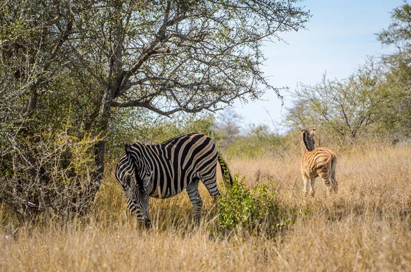 Zebralar Çim Güzel Beyaz Çizgili Kruger National Park Güney Afrika — Stok fotoğraf