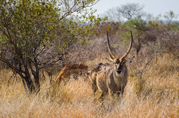 Antelope Waterbok Ellipsiprymnus Kobus Kruger Park Zuid Afrika Safari Dier — Stockfoto