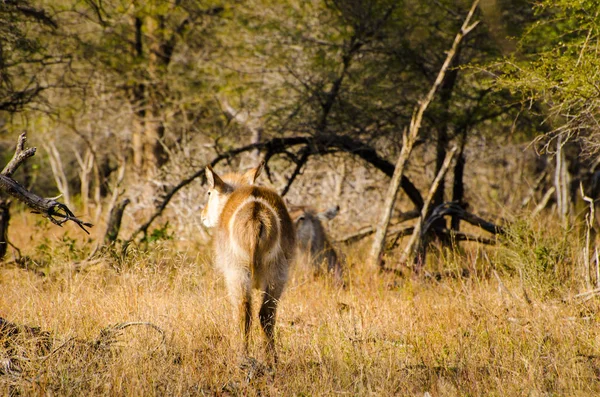 Кобус Антилопа Waterbuck Ellipsiprymnus Парк Крюгер Південна Африка Сафарі Тварин — стокове фото