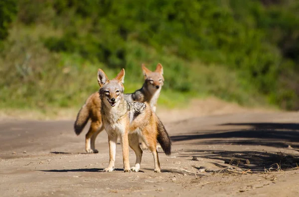 Τσακάλια Kruger Park Νότια Αφρική Σαφάρι Ζώων Αυτοκίνητο Παιχνίδι Σαφάρι — Φωτογραφία Αρχείου