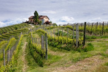 Bir tepenin üzerinde bir çiftlik ile Langhe bağ. Barolo bağcılık Piedmont, İtalya. UNESCO Turizm mirası 