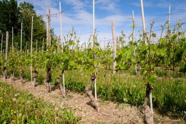 Bağ. Barolo, Langhe, Piedmont, İtalya'da bağcılık. Tarım