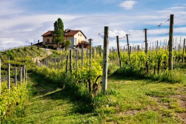 Langhe üzüm bağı. Tepedeki çiftlik. Barolo iticulture Piedmont, İtalya. Turizm Unesco mirası 